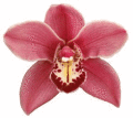 Care of Orchids teaches you orchid care