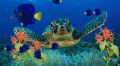 Screenshot of Coral Reef Aquarium Screensaver 1.0