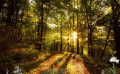 Screenshot of Beautiful Forest Screensaver 1.0