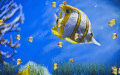 Screenshot of Marine Life Aquarium Animated Wallpaper 1.0