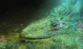 Screenshot of Fantasy Creature Animated Wallpaper 1.0