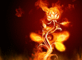 Screenshot of Fire Everywhere Animated Wallpaper 1.0