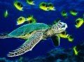 Screenshot of Sea Turtle Animated Wallpaper 1.0