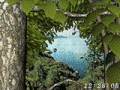Screenshot of Living Forest 3D Screensaver 1.0.2