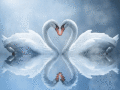 Screenshot of Swan Love Animated Wallpaper 2.0