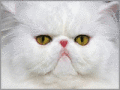 JoyLax cat screensaver