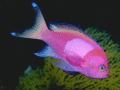 Screenshot of Underwater World Free Screensaver 1.0.1
