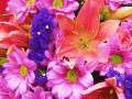 Screenshot of Nice Flowers Free Screensaver 1.0.1