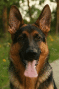 25 popular dog breed pictures screensaver.