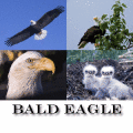 Protect your monitor with amazing Bald Eagle