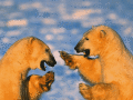 Screenshot of Polar Bears Free Screensaver 1.0.1