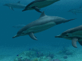 3D-cкринсейвер с дельфинами и океаном