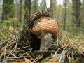Screenshot of Manifold Mushrooms Free Screensaver 1.0.1