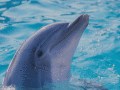 Screenshot of Smart Dolphins Free Screensaver 1.0.1