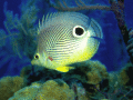 Screenshot of Bright Fishes Free Screensaver 1.0.2