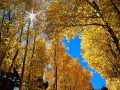 Screenshot of Autumnal Colors Free Screensaver 1.0.1