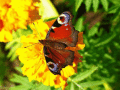 Screenshot of Graceful Butterflies Free Screensaver 1.0.1